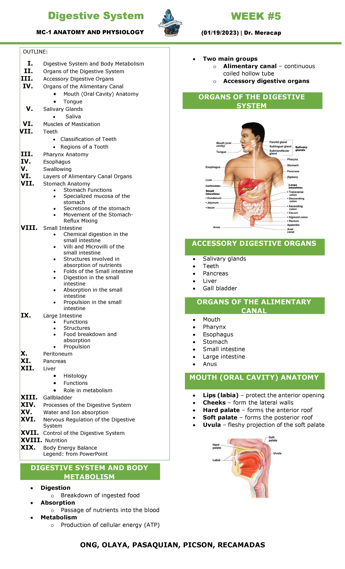 Digestive System - MC-1 ANATOMY AND PHYSIOLOGY WEEK (01/19/2023) | Dr ...