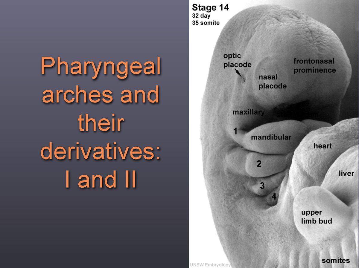 Lect 3 - notes - Pharyngeal arches and their derivatives: I and II ALL ...