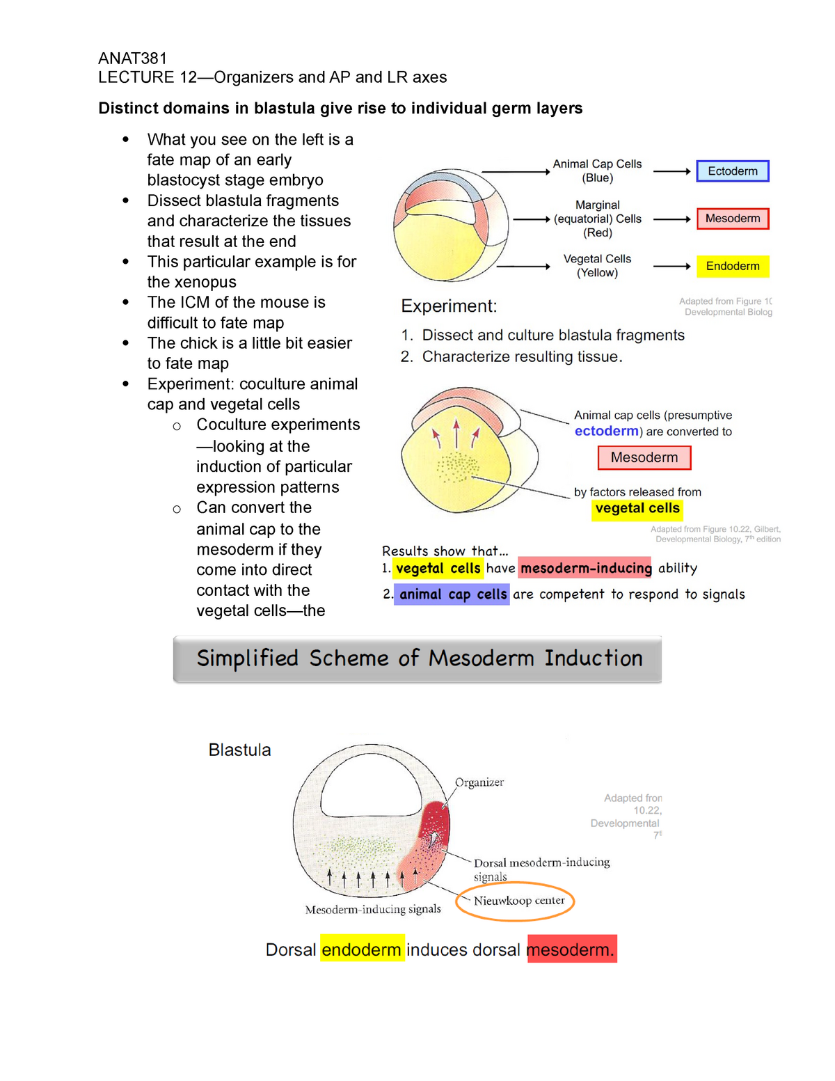 12 - Lecture notes 12 - LECTURE 12—Organizers and AP and LR axes Distinct  domains in blastula give - Studocu
