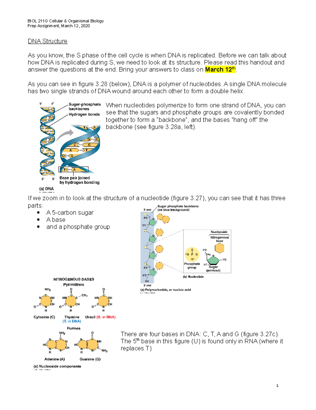 Dna Base Pairing Worksheet Answers