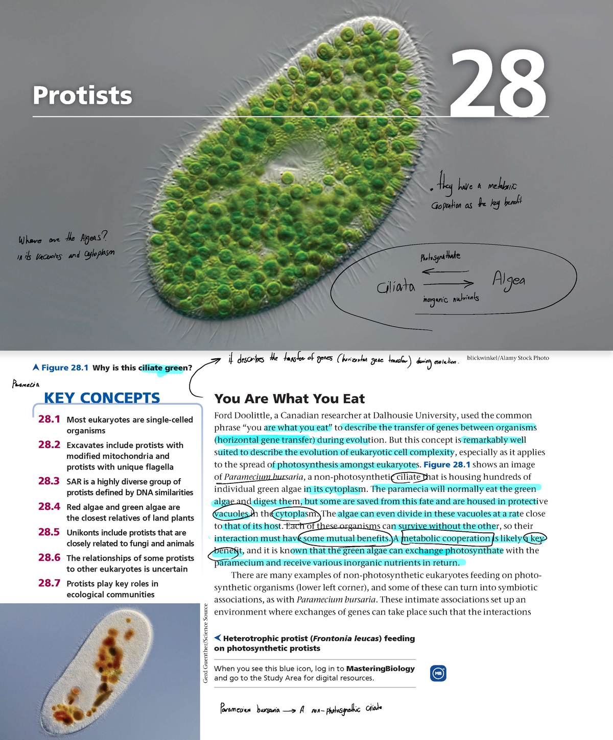 28 - Chapter 28 Of Campbell Biology - Blickwinkel/Alamy Stock Photo ...