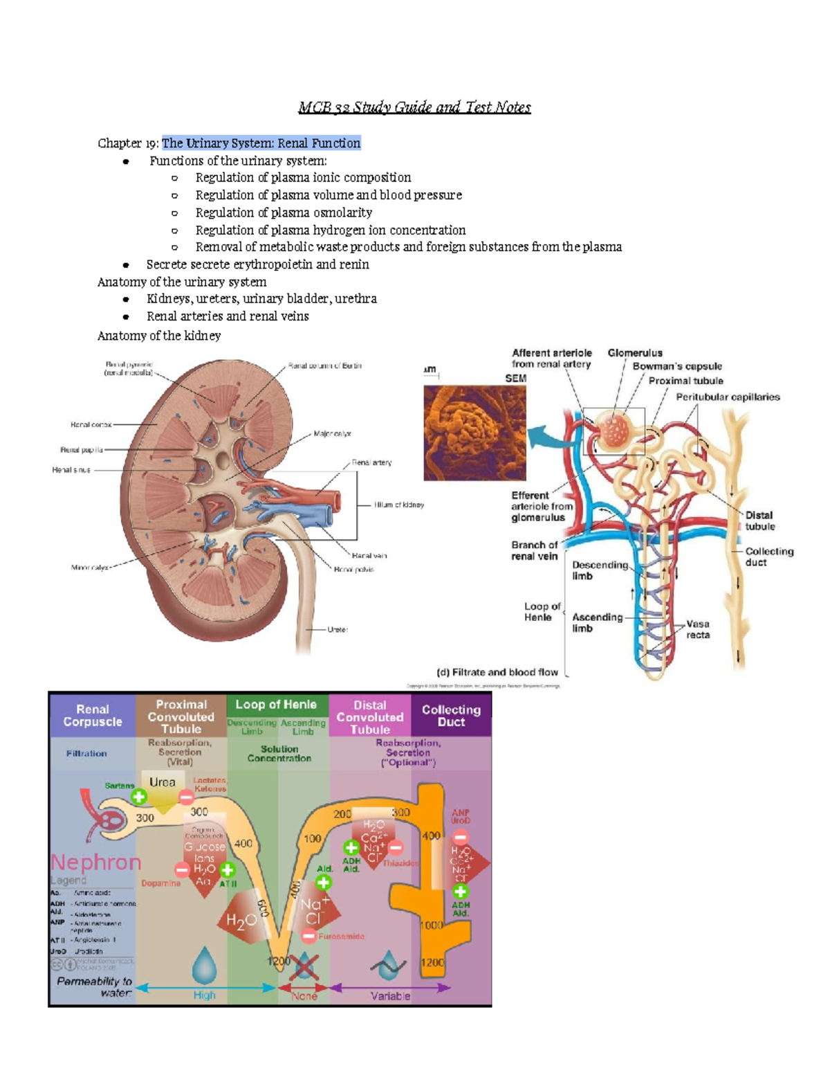 MCB 32 Body SYstems Study Guide - MCB 32 Study Guide And Test Notes ...