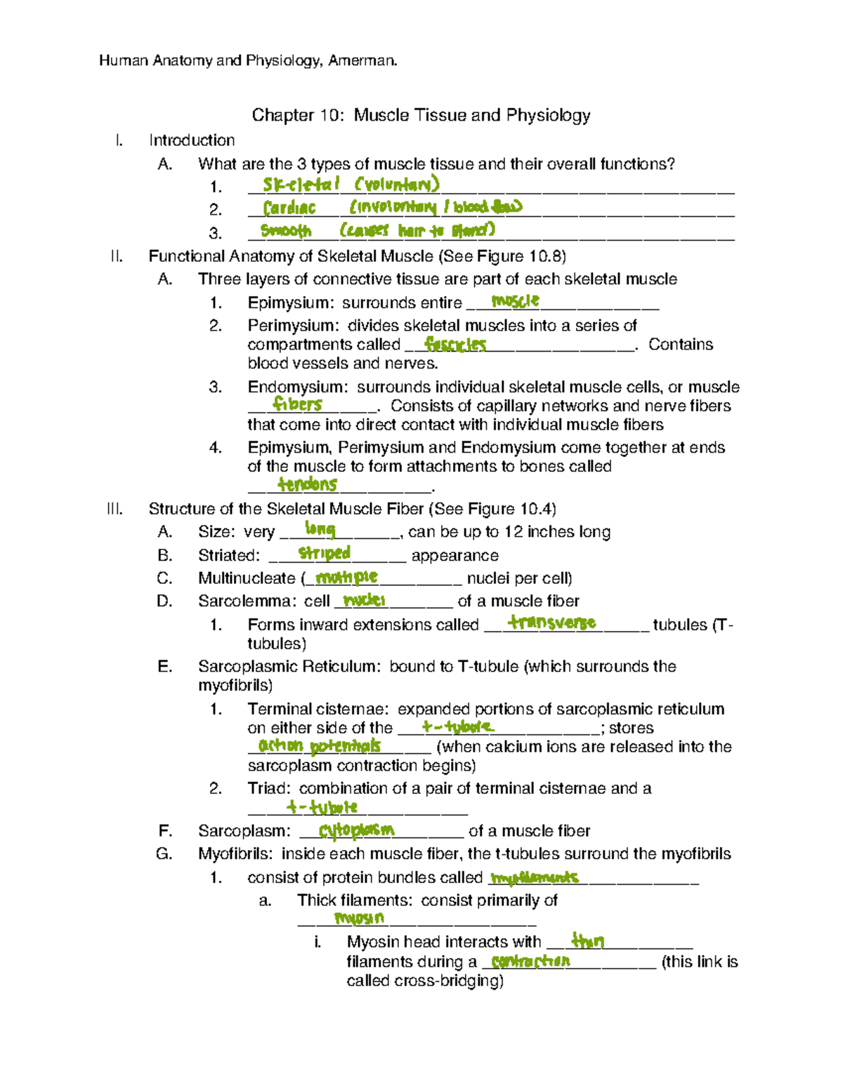 BIO+109HYB+Chapter+10+Outline+Notes+Amerman - Chapter 10: Muscle Tissue ...