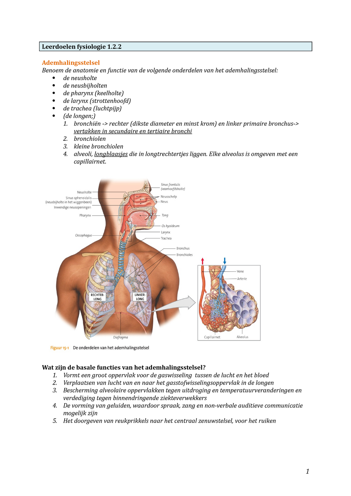 Leerdoelen Fysiologie 1 Ademhalingsstelsel Benoem De Anatomie En