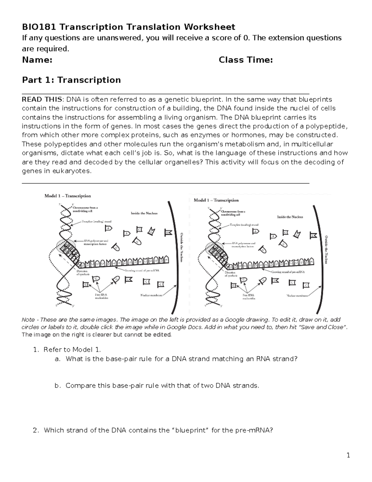 BIO181 Transcription Translation Worksheet - Tagged - BIO181 ...