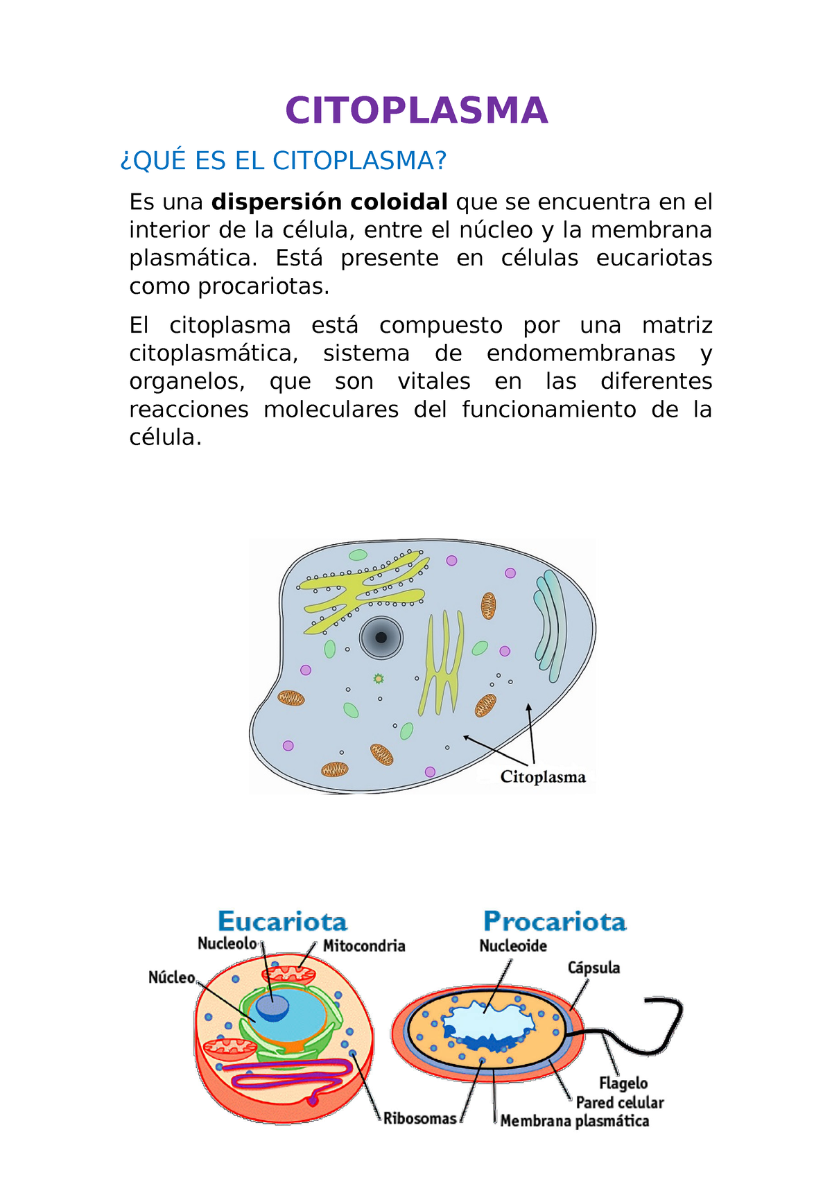 Citoplasma - CITOPLASMA ¿QUÉ ES EL CITOPLASMA? Es Una Dispersión ...