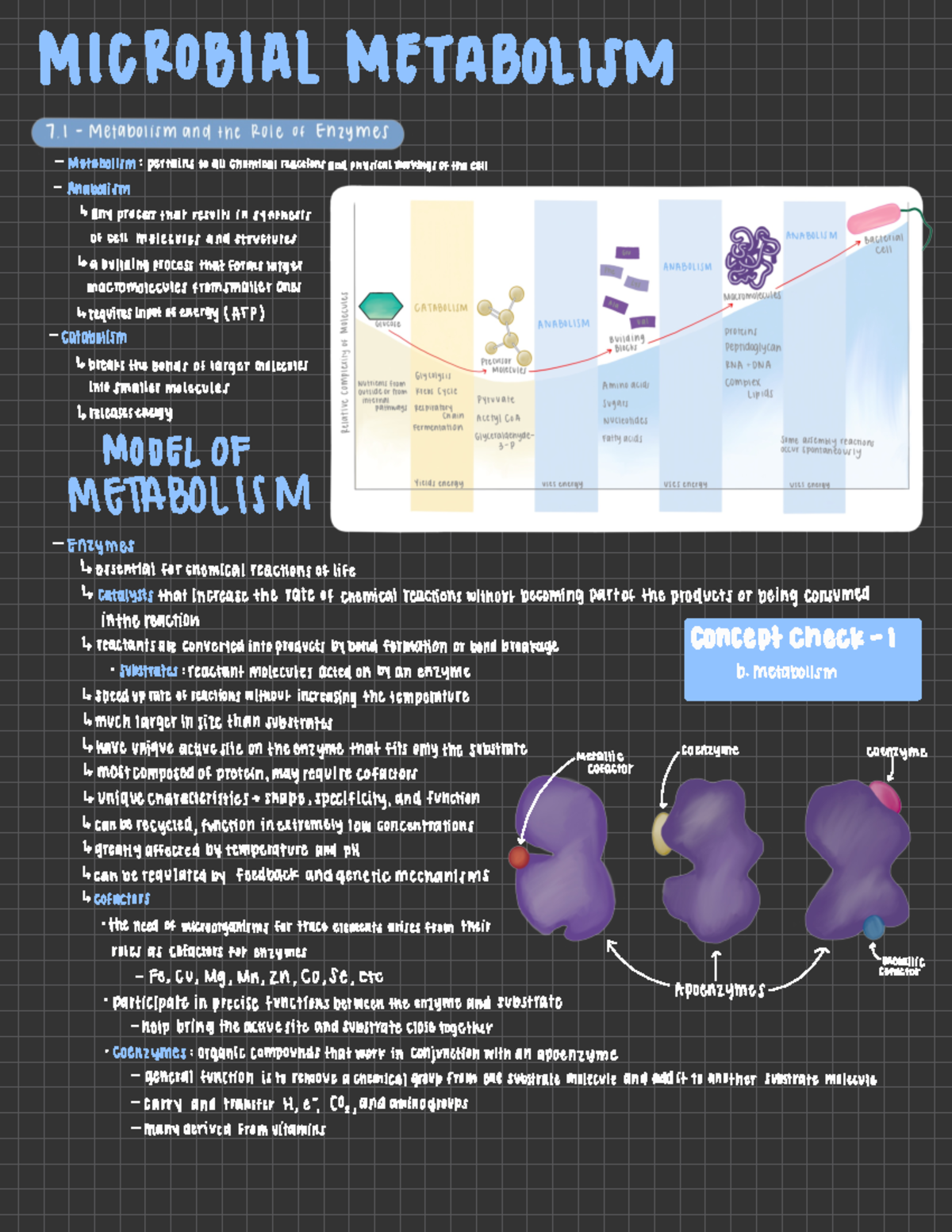 WKU BIOL 207 Chapter 7 - Microbial Metabolism - MICROBIAL METABOLISM ...