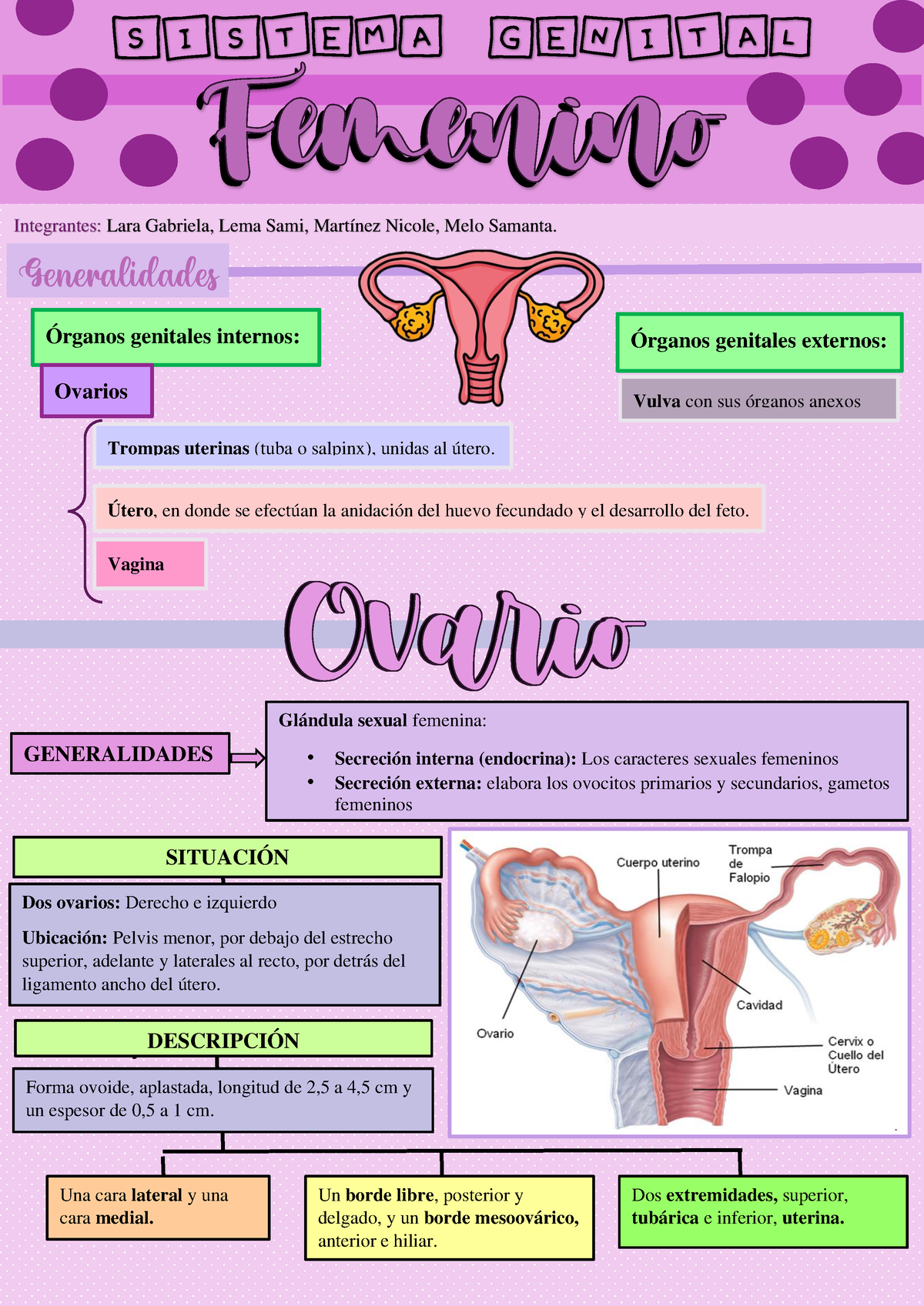 Mapa Mental Sistema Genital Femenino Udocz Images And Photos Finder