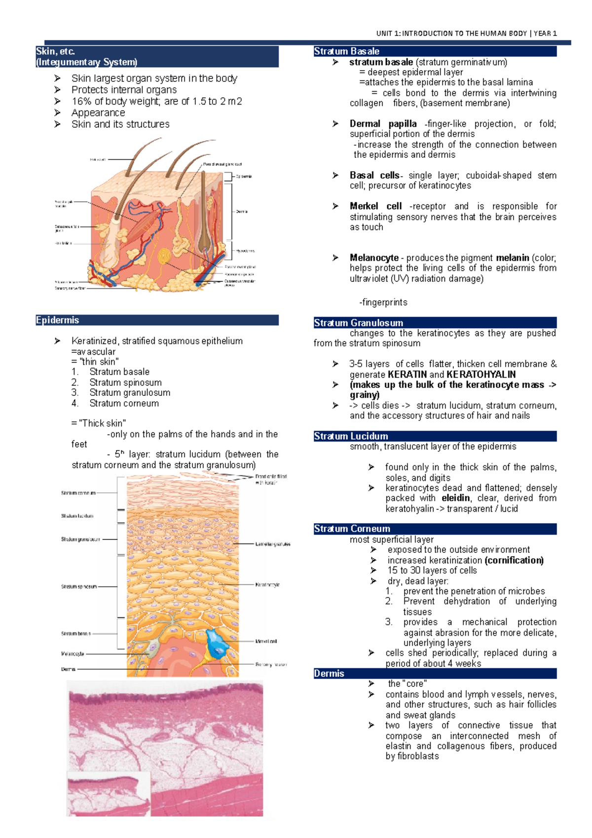 Skin - Study - Skin, Etc. (integumentary System) Skin Largest Organ 