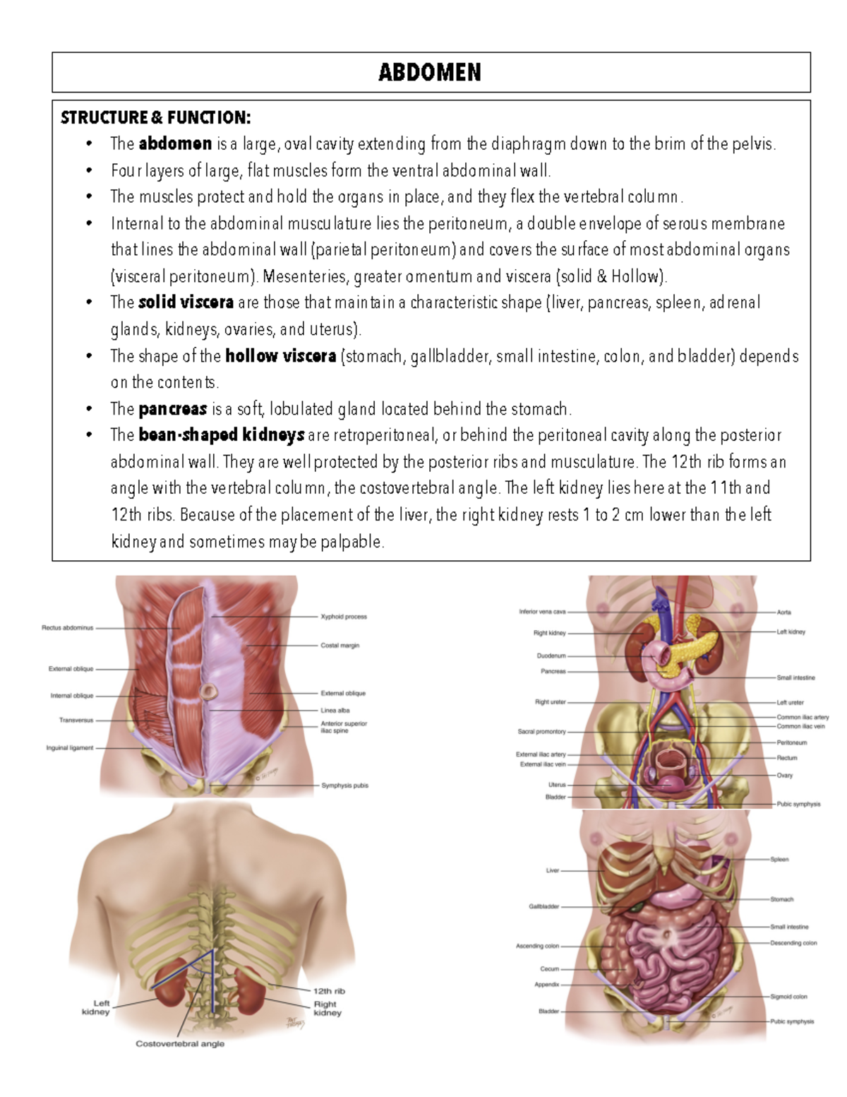 Physical assessment module 4 PDF - ABDOMEN STRUCTURE & FUNCTION: The ...