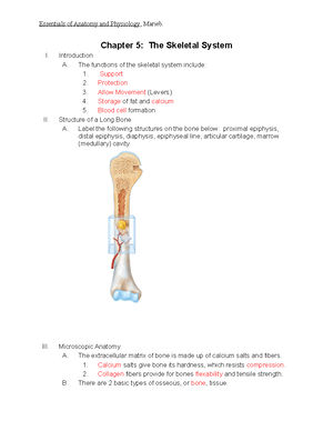 Chapter 10 Outline -LP - Essentials Of Anatomy And Physiology, Marieb ...