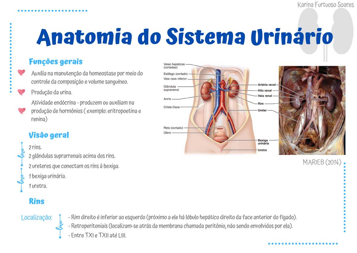 Esquema Anatomia Do Sistema Urinário Anatomia Do Sistema Urinário Funções Gerais Auxilia Na 4954