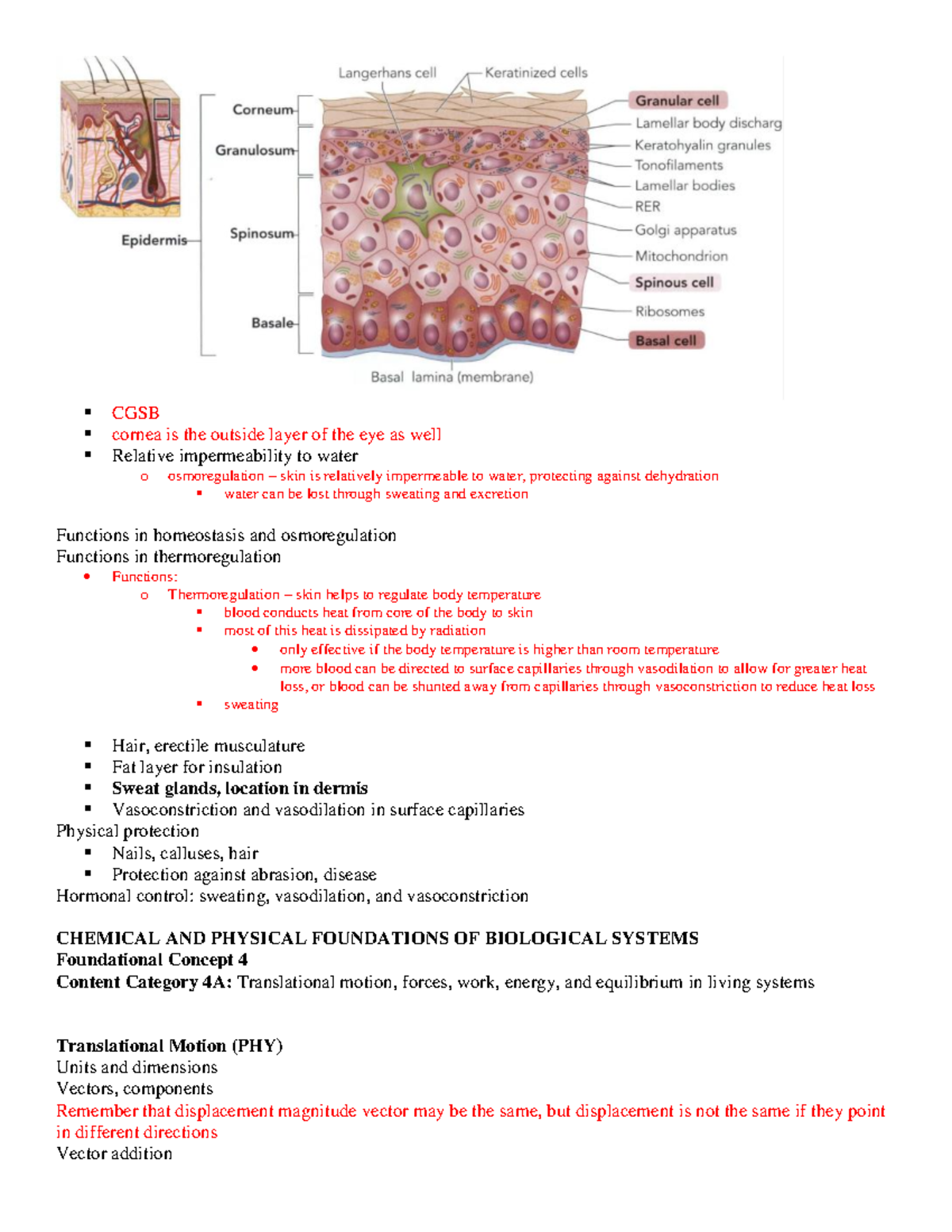 Lecture notes detailed content (1) 39-39 - CGSB cornea is the outside ...