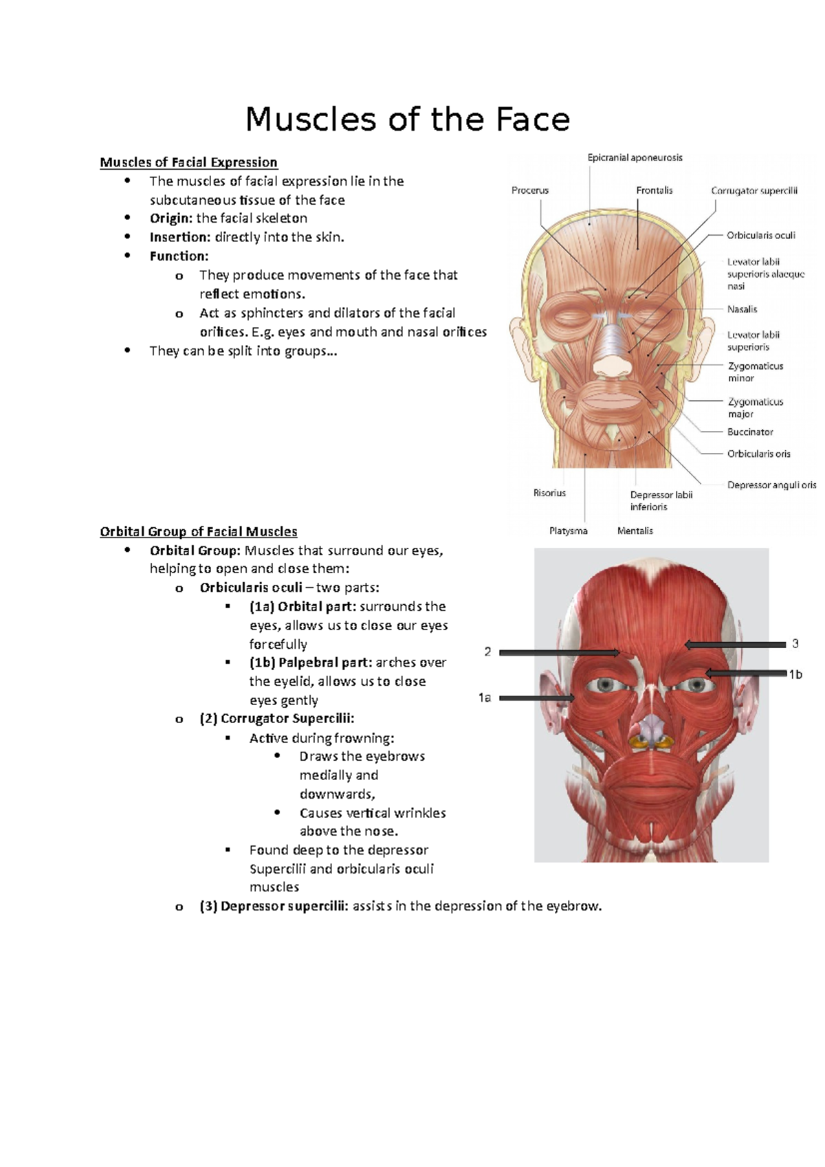 14. Muscles of the Face - Lecture notes SGt14 - Muscles of the Face ...