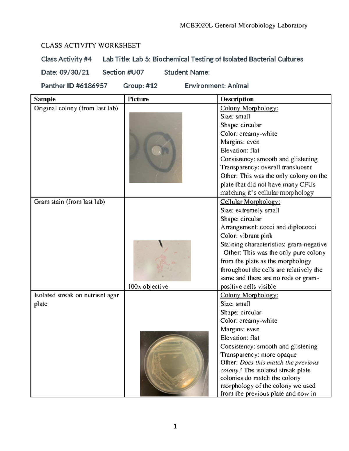 General Micro Lab 5 - MCB3020L General Microbiology Laboratory 1 CLASS ...