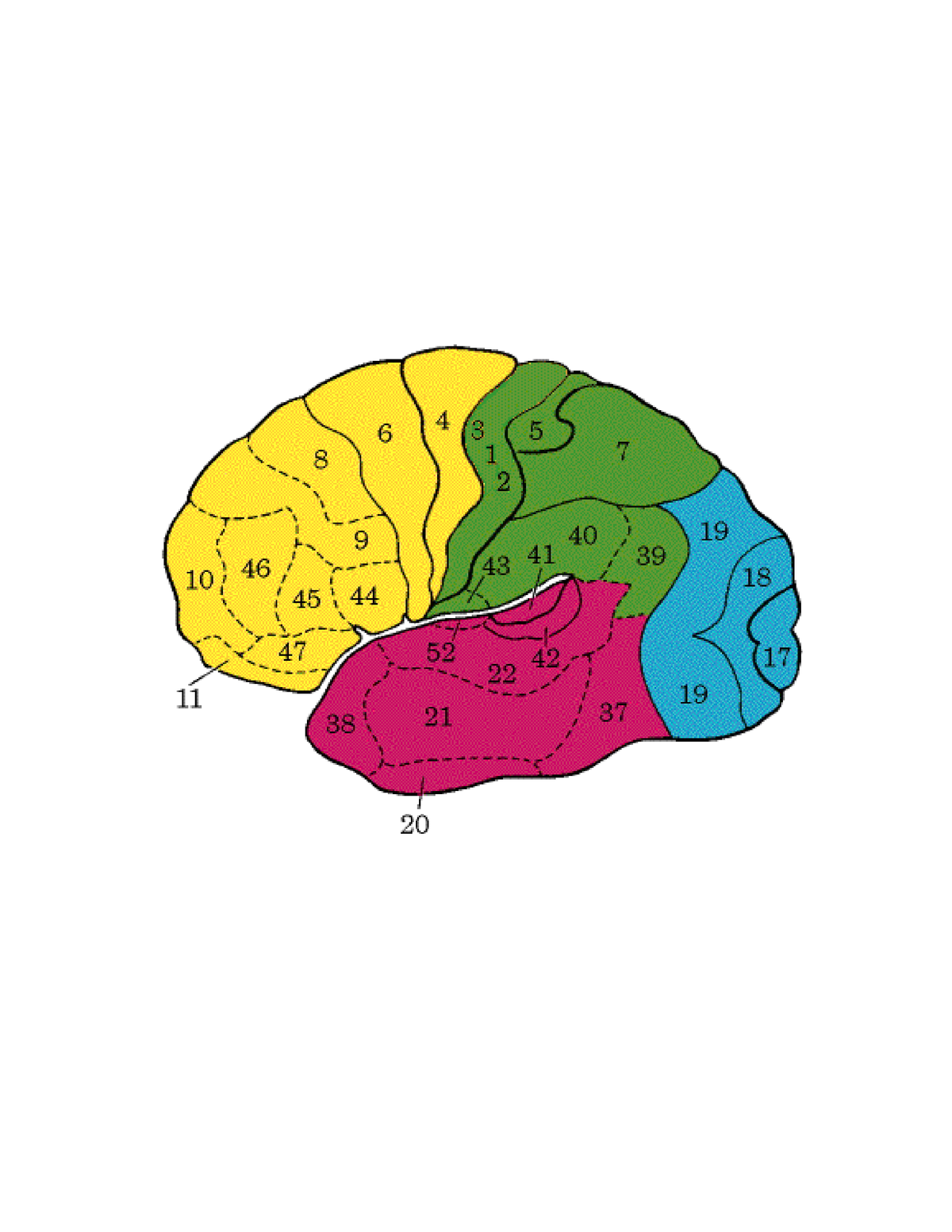 broadmand-areas-location-and-function-broadmand-areas-location-and