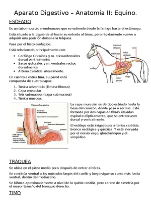 anatomía del estómago del caballo