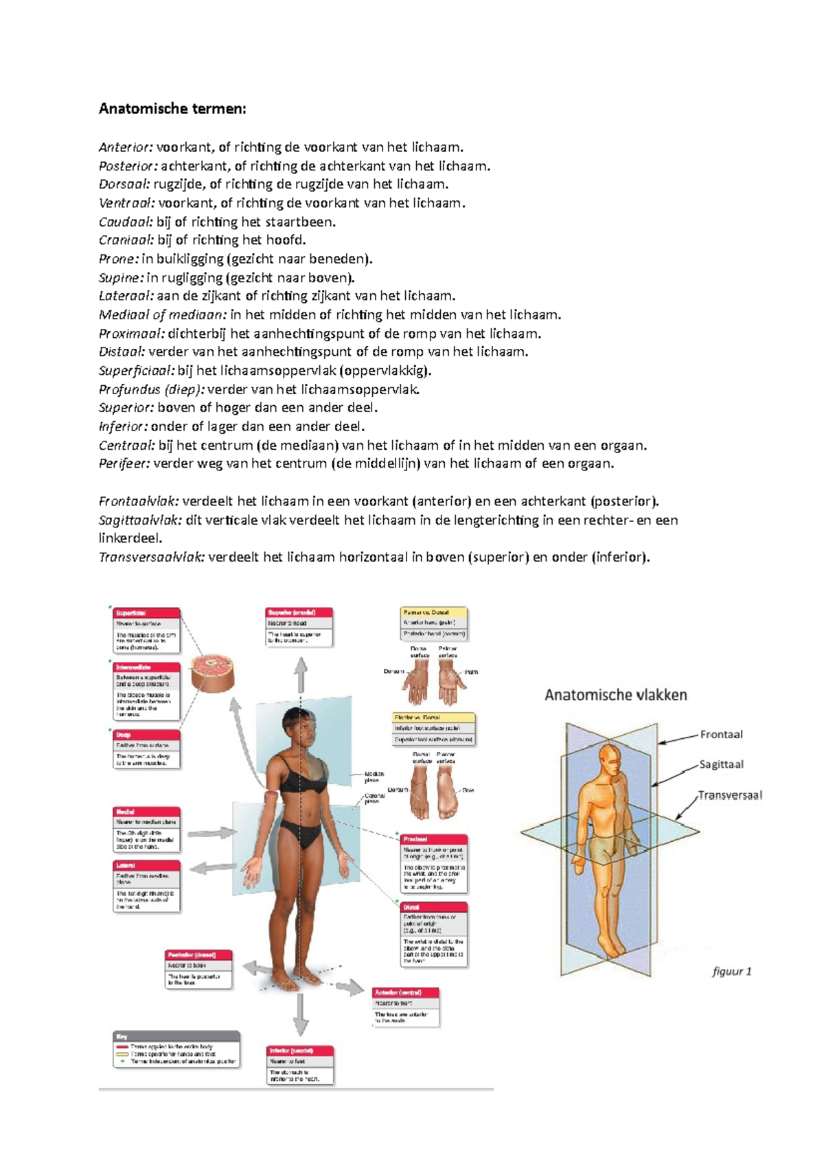 Samenvatting - Anatomie - Anatomische Termen: Anterior: Voorkant, Of ...