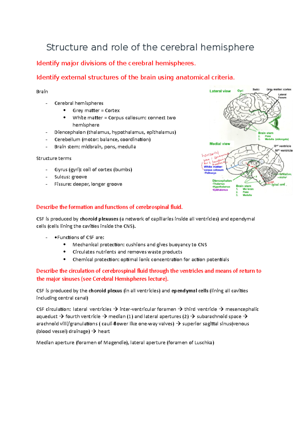 Structure and role of the cerebral hemisphere - BIOS1171 - USyd - Studocu