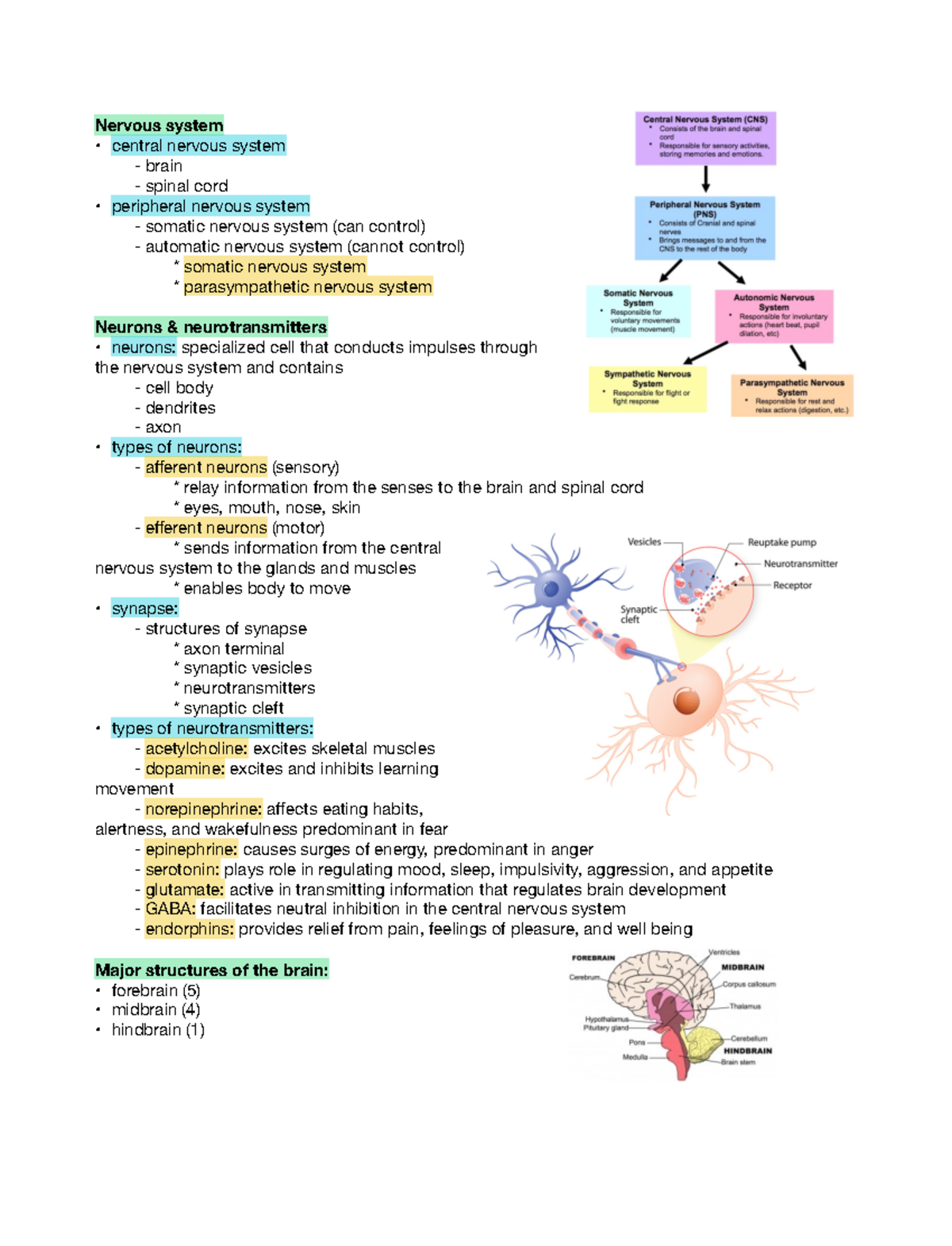 Brain and behavior - Nervous system 