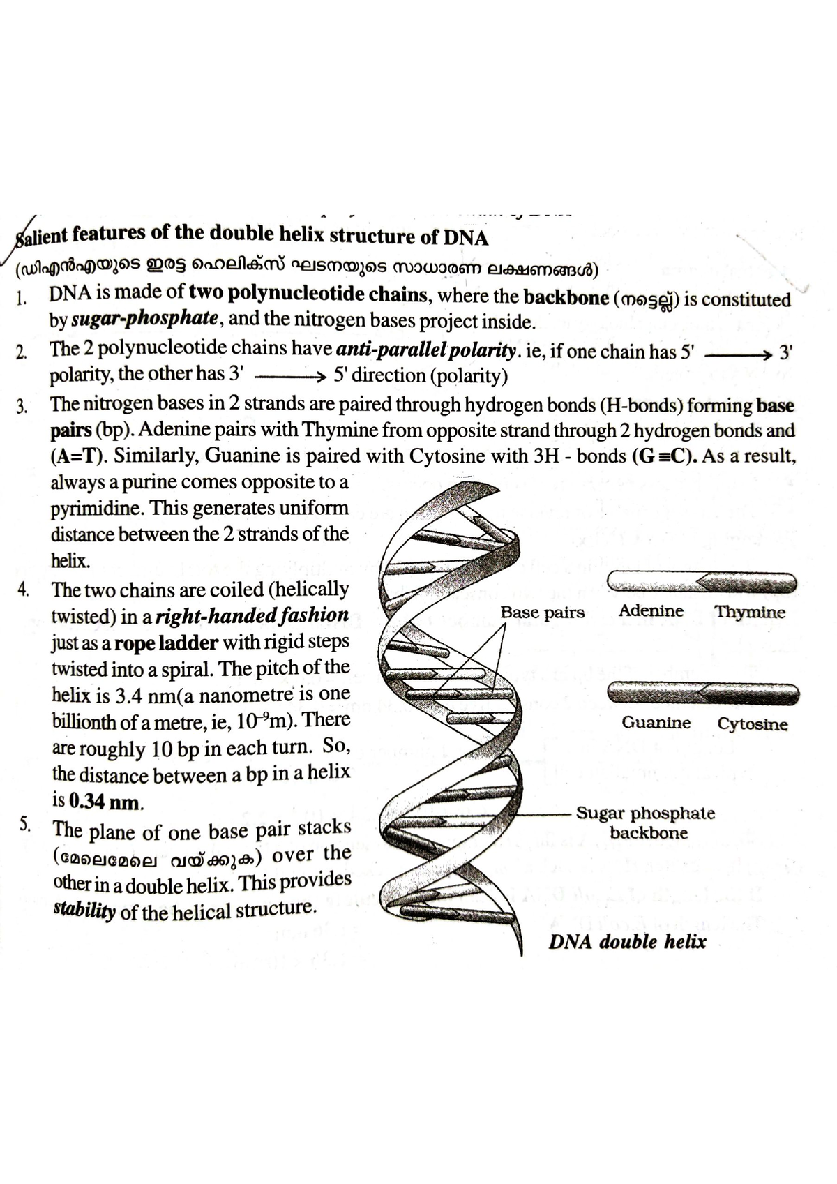 Double Helix Structure Of DNA Zoology Studocu