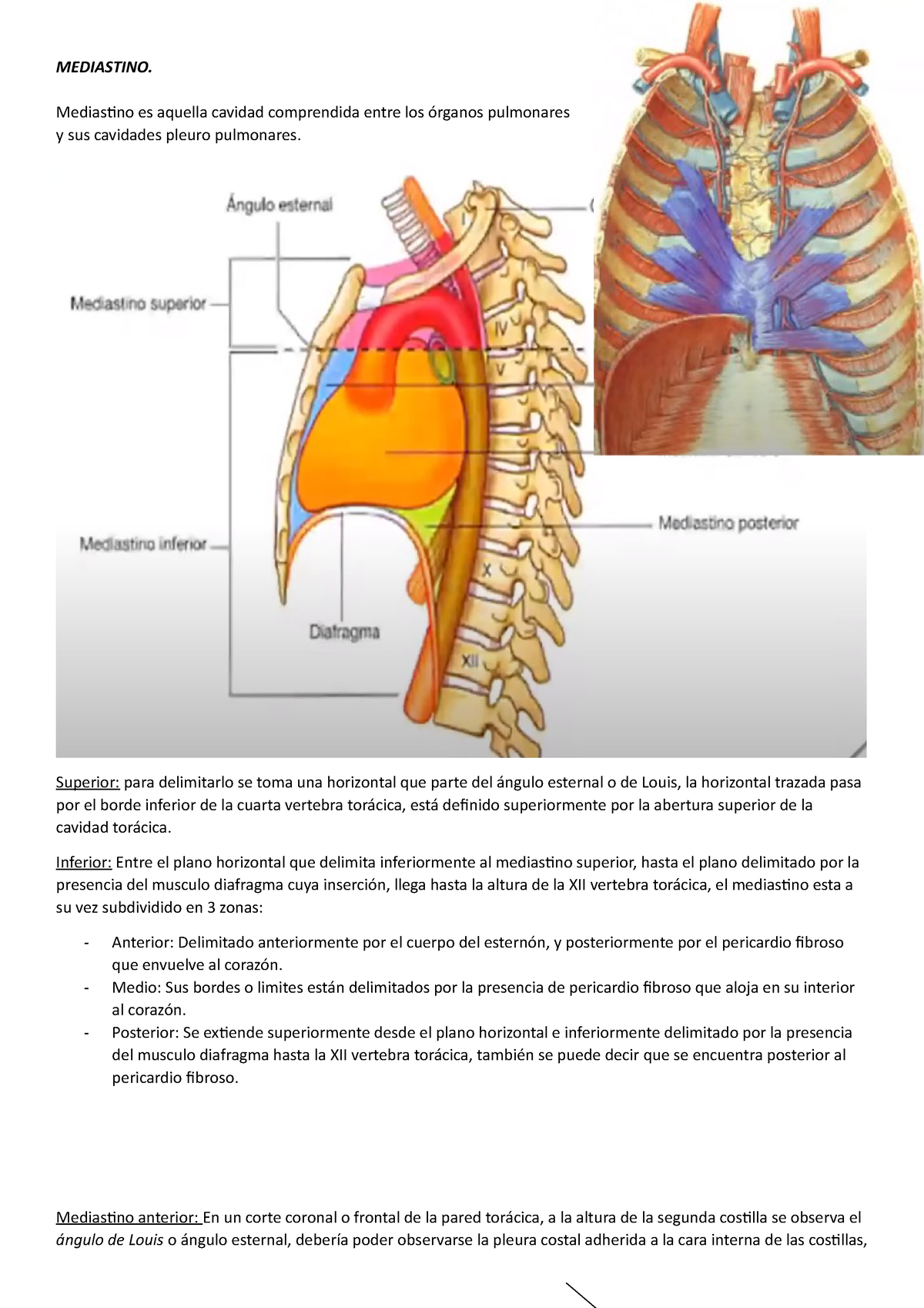 ángulo esternal