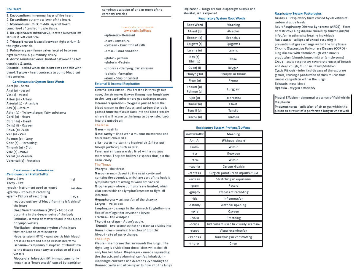 Test 5 review - medical terminology chapter 5 - The Heart Endocardium ...