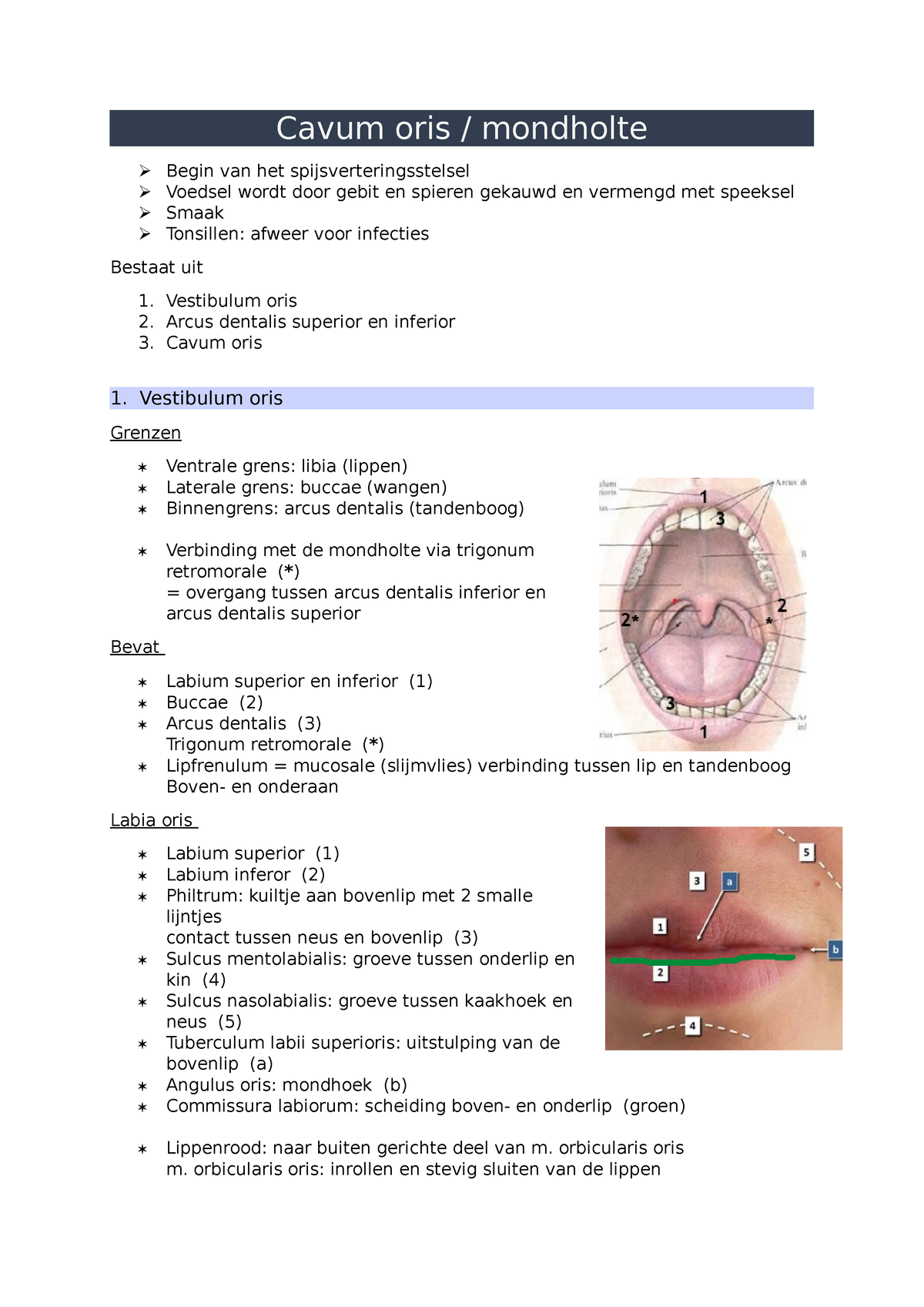 1. Cavum oris Samenvatting Anatomie Fysiologie Cavum oris