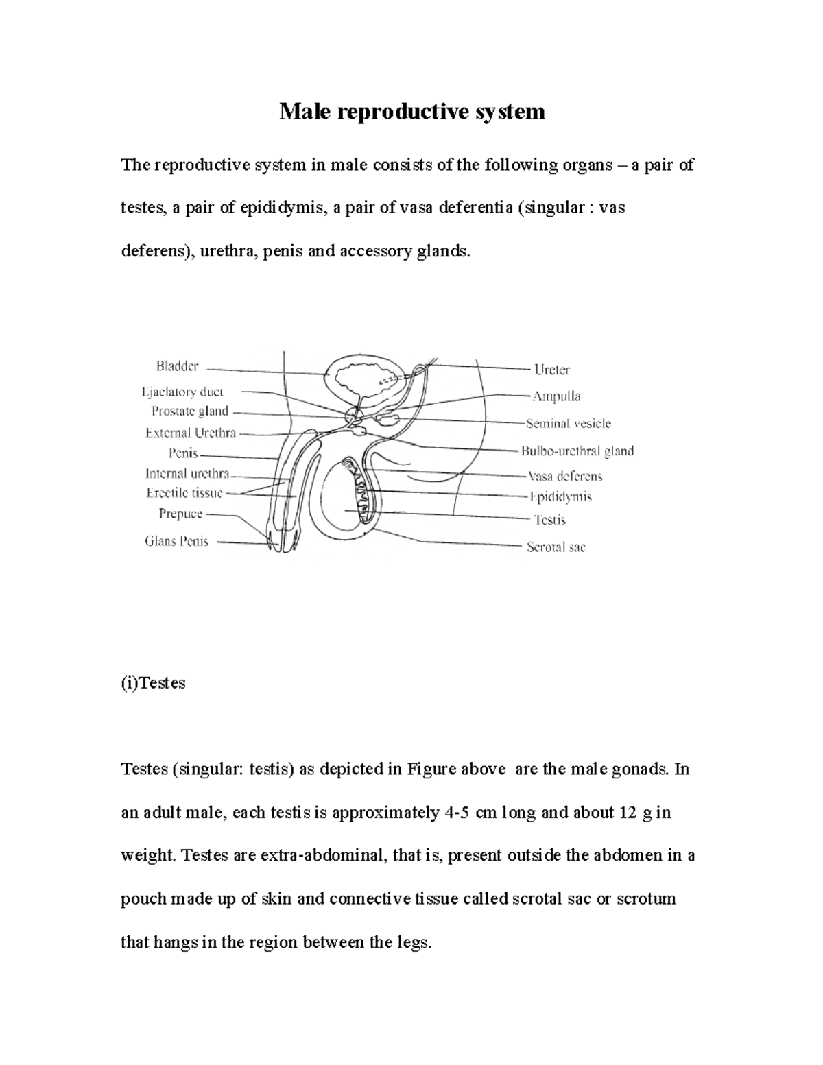 Male reproductive system - (i)Testes Testes (singular: testis) as ...