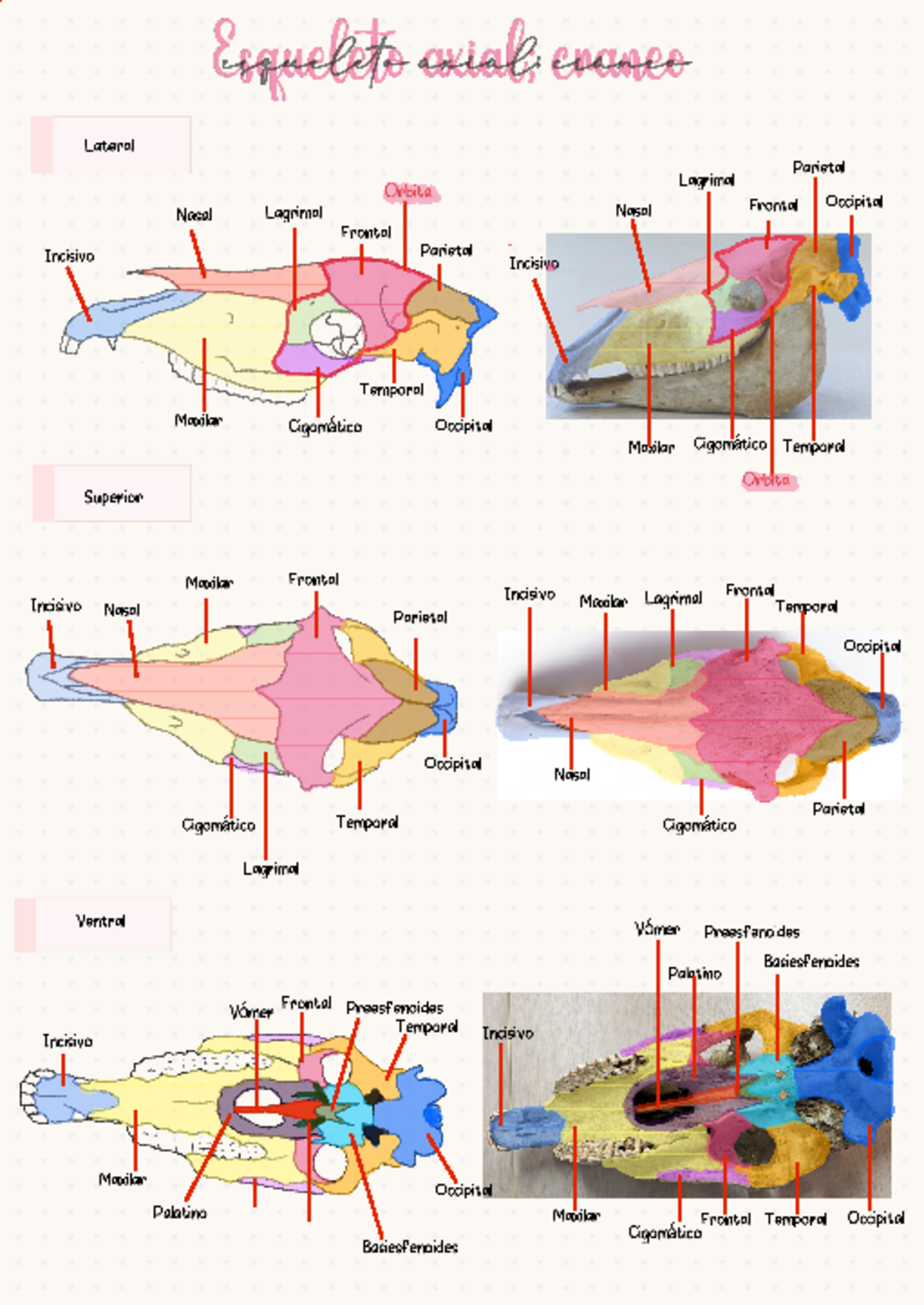 Resumen prac exploracion - Eqquelito oxial evanco Lateral Parietal ...