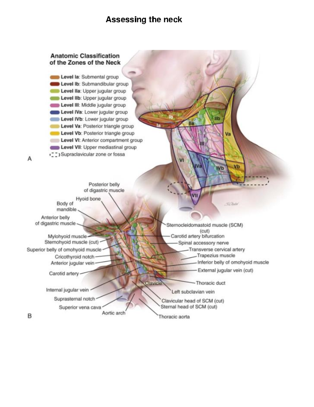 Assessing The Neck Docs Assessing The Neck Anatomy Of Human Neck Posterior Belly Of Digastric