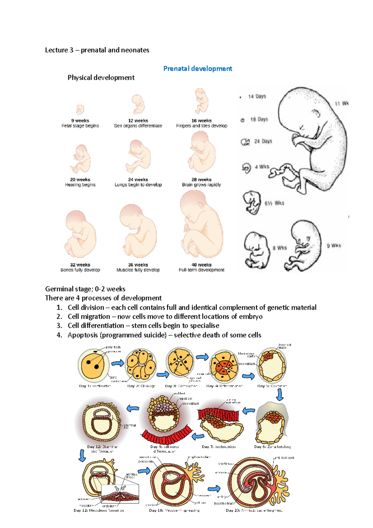 Lecture 3 - prenatal and neonates - Lecture 3 – prenatal and neonates ...