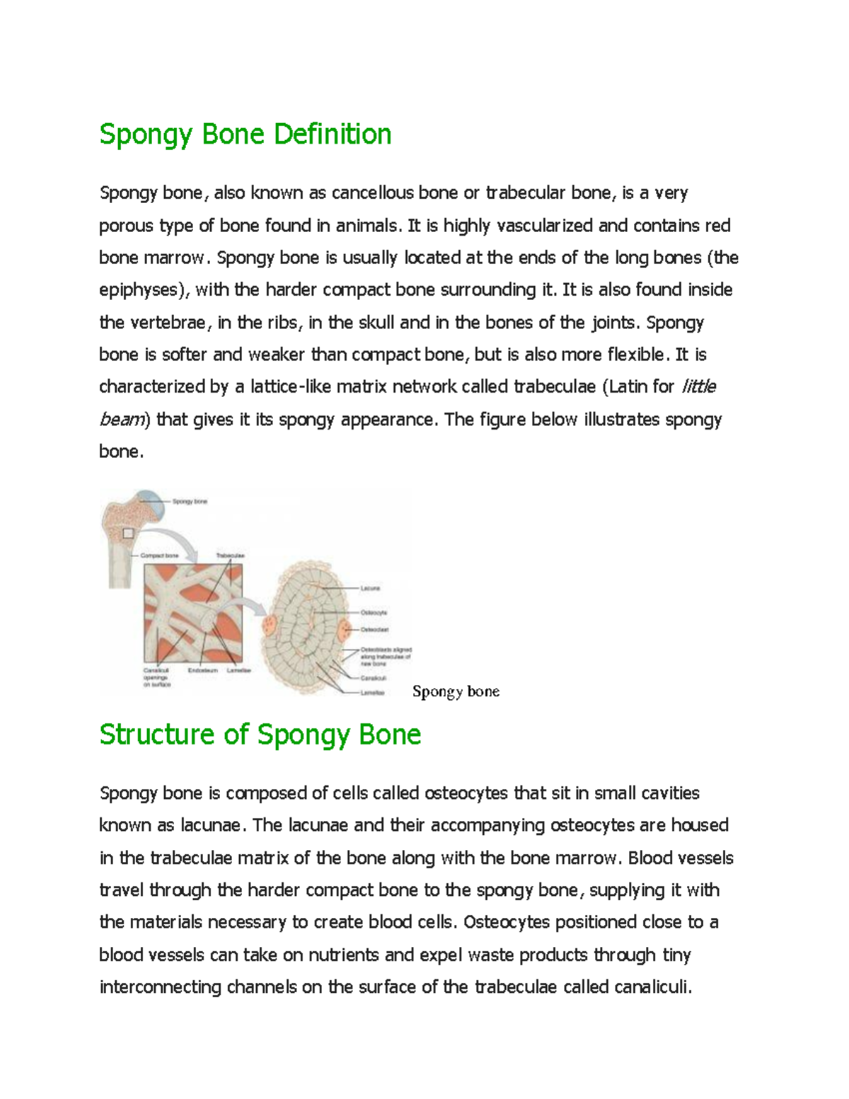 Spongy Bone Definition Spongy Bone Definition Spongy bone, also known