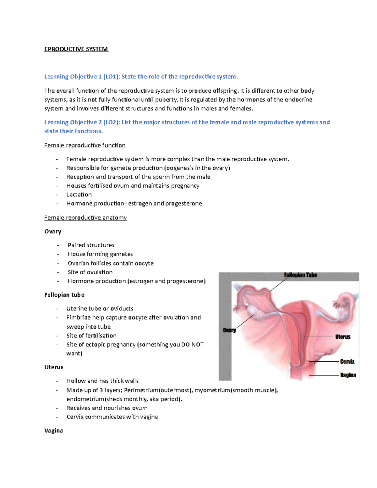 reproductive System - The overall function of the reproductive system ...