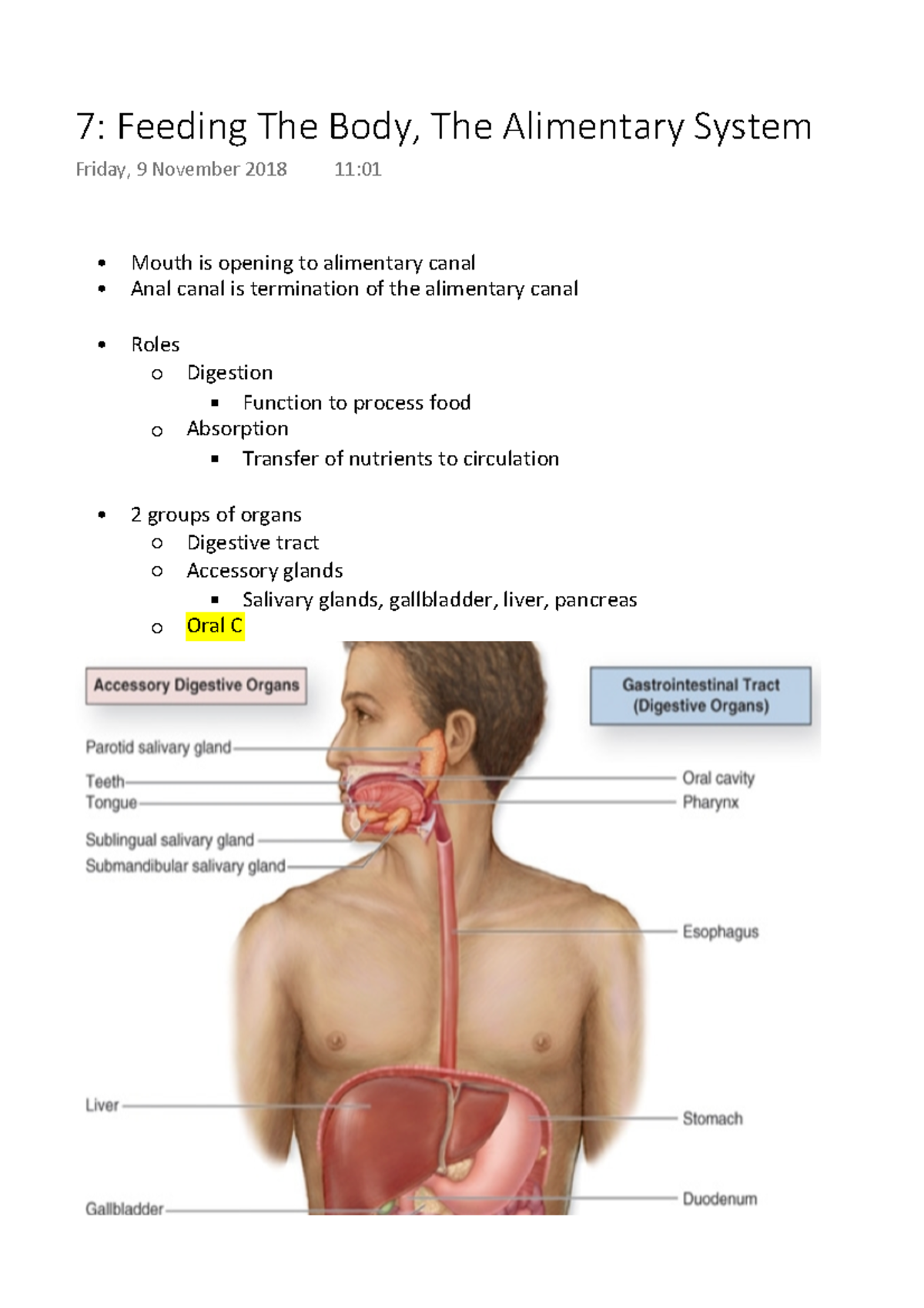 Week 7 Feeding The Body, The Alimentary System Mouth is opening to