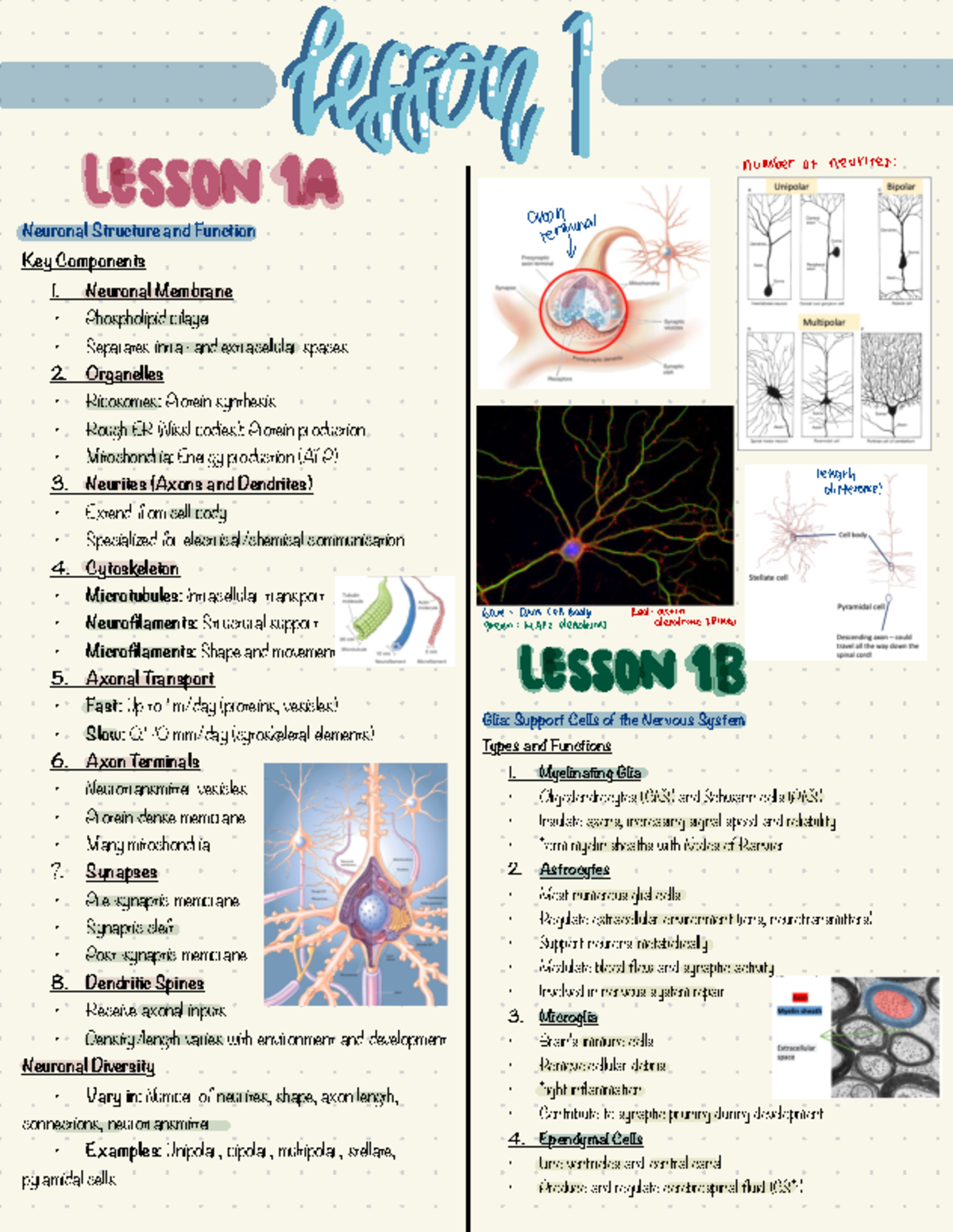 Revision Notes - Glia: Support Cells of the Nervous System Types and ...