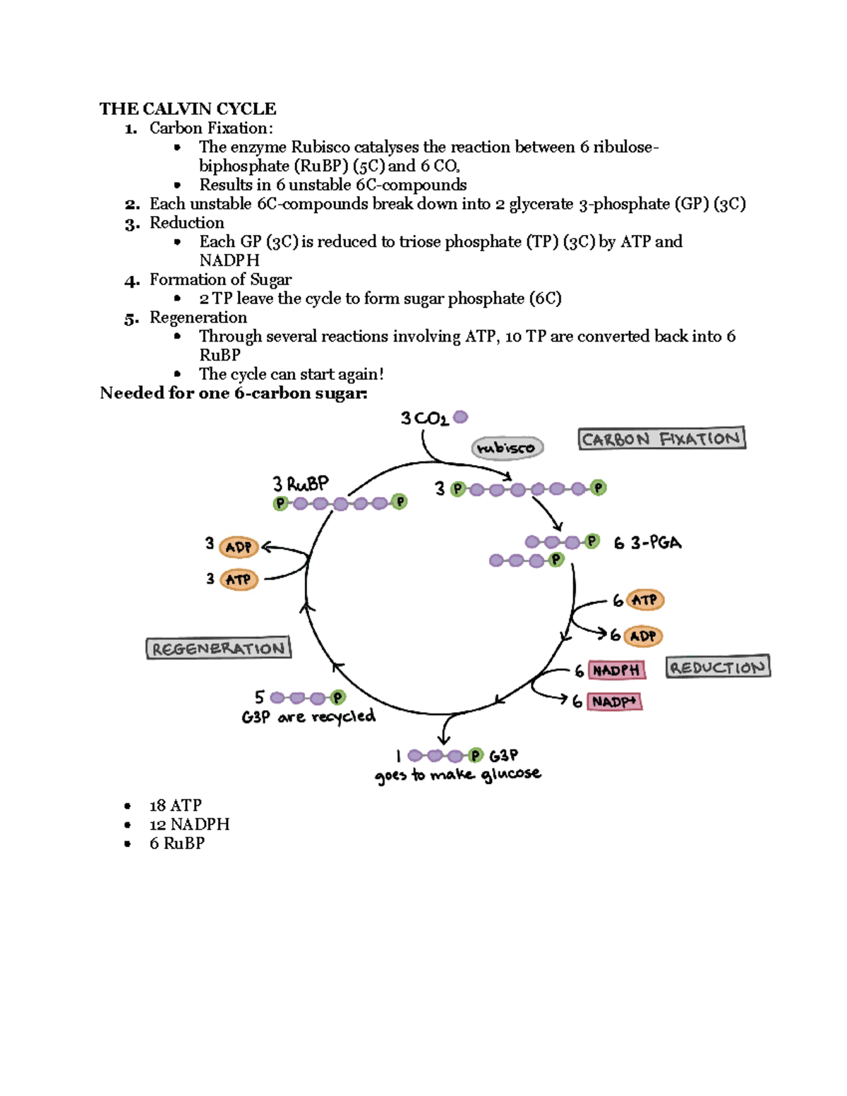 Calvin - THE CALVIN CYCLE 1. Carbon Fixation: The enzyme Rubisco ...