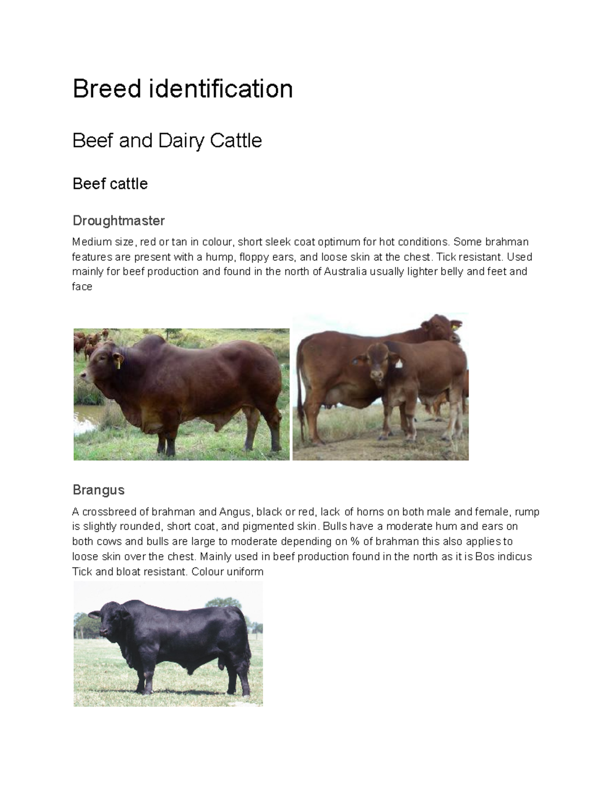 ANS Breed identification - Breed identification Beef and Dairy Cattle ...