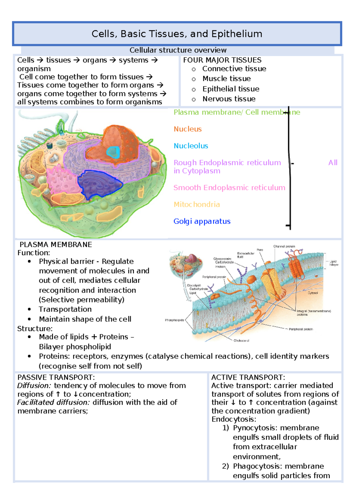 ANAT2241 Notes - Cells, Basic Tissues, And Epithelium Cellular ...