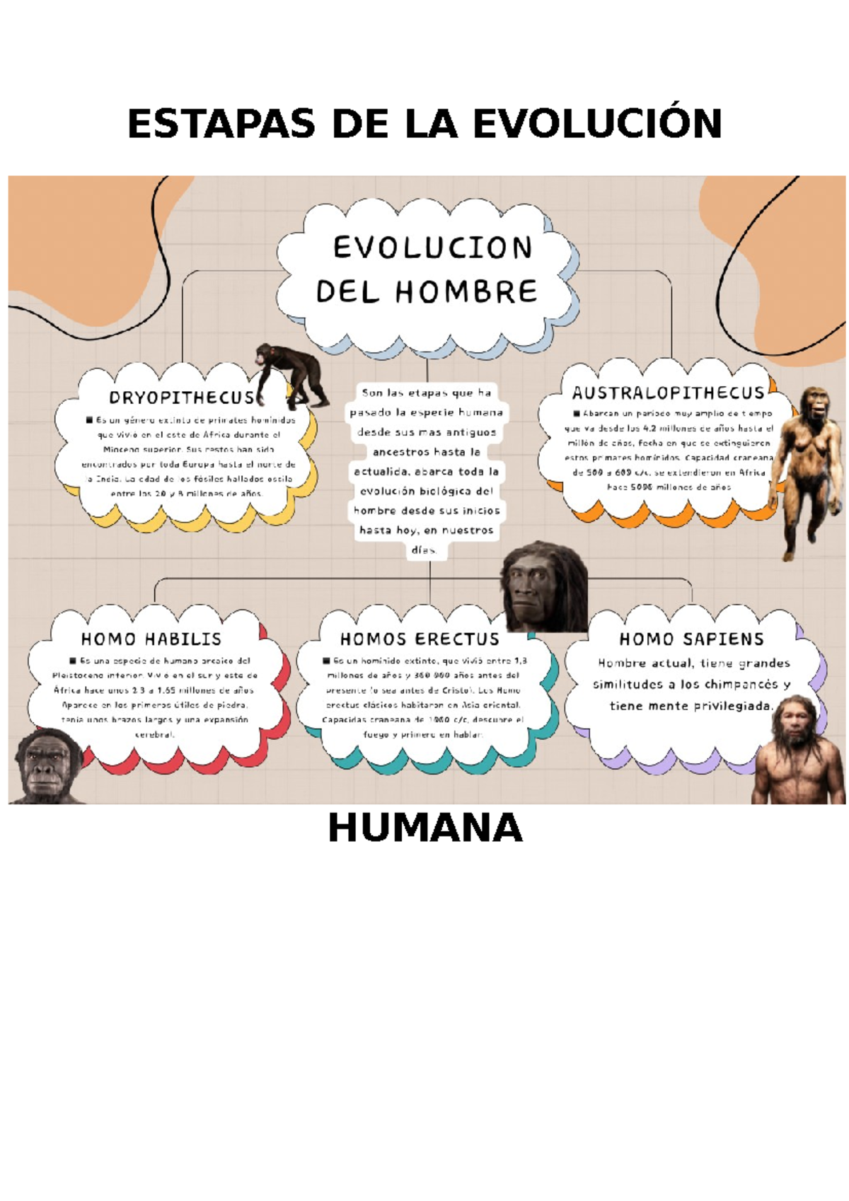 Evolucion del hombre - Biología Básica - ESTAPAS DE LA EVOLUCIÓN HUMANA ...