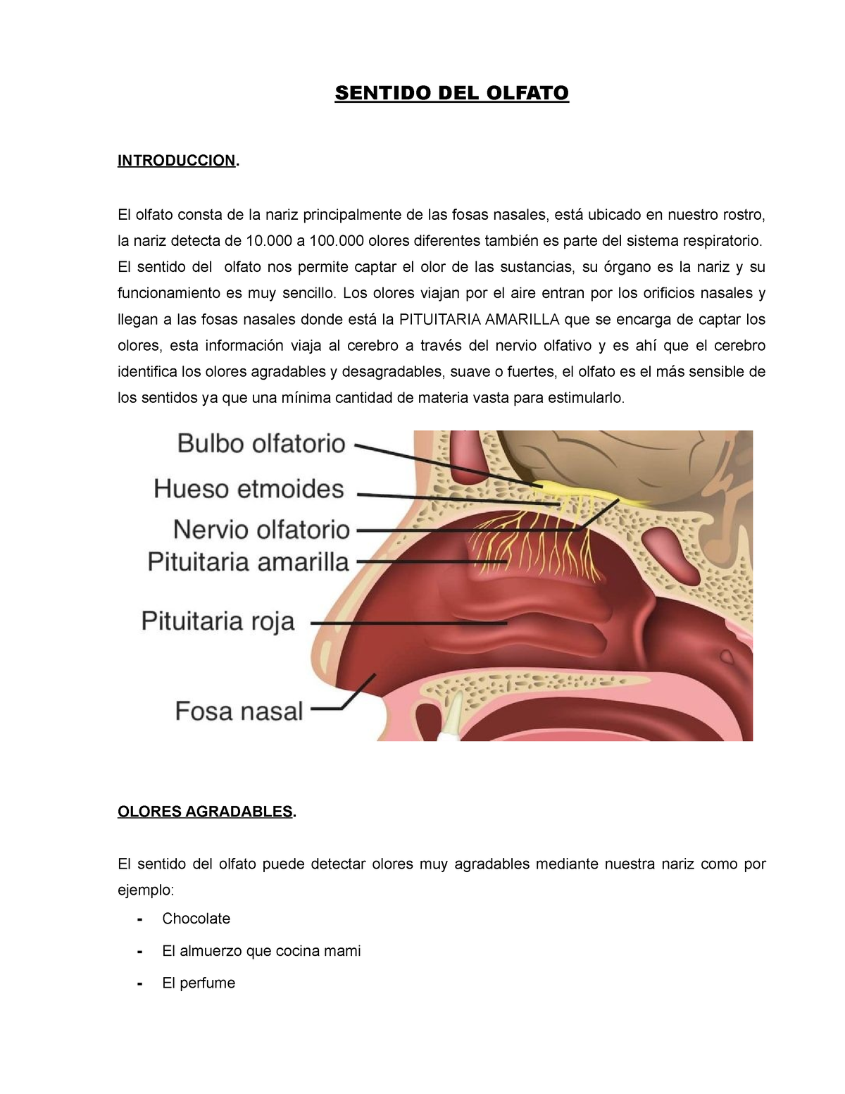 Sentido Del Olfato Sentido Del Olfato Introduccion El Olfato Consta De La Nariz