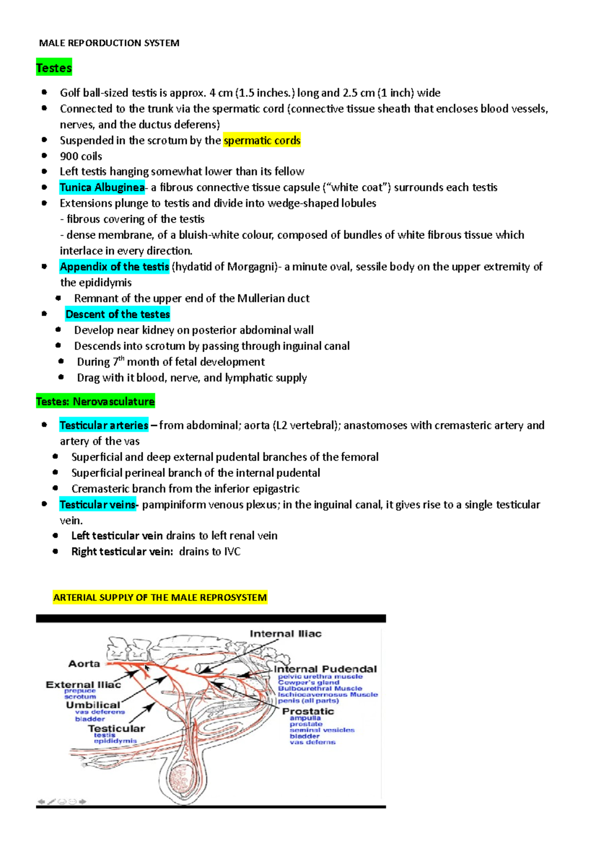 MALE- Reporduction- System - MALE REPORDUCTION SYSTEM Testes Golf ball ...