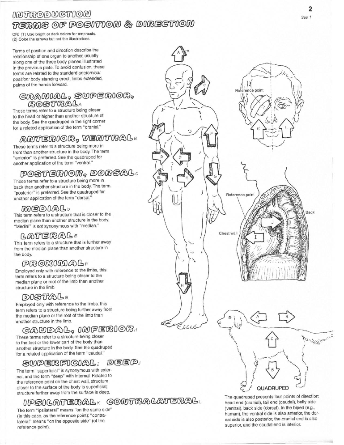 coloring-diagrams-terms-of-position-and-direction-biology-studocu