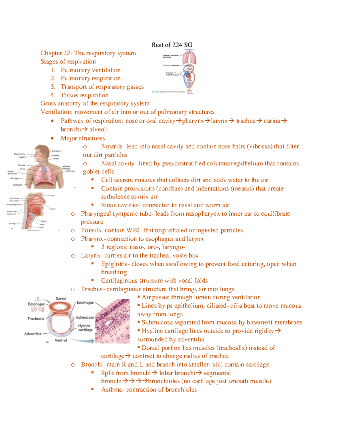 EXSC 224 final study guide - Rest of 224 SG Chapter 22- The respiratory ...