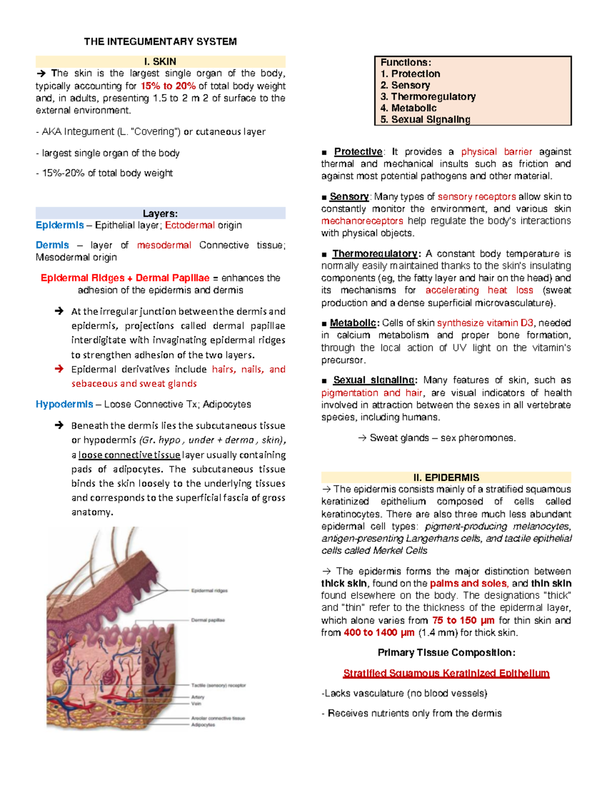 Histology - Integumentary System - THE INTEGUMENTARY SYSTEM I. SKIN → ...