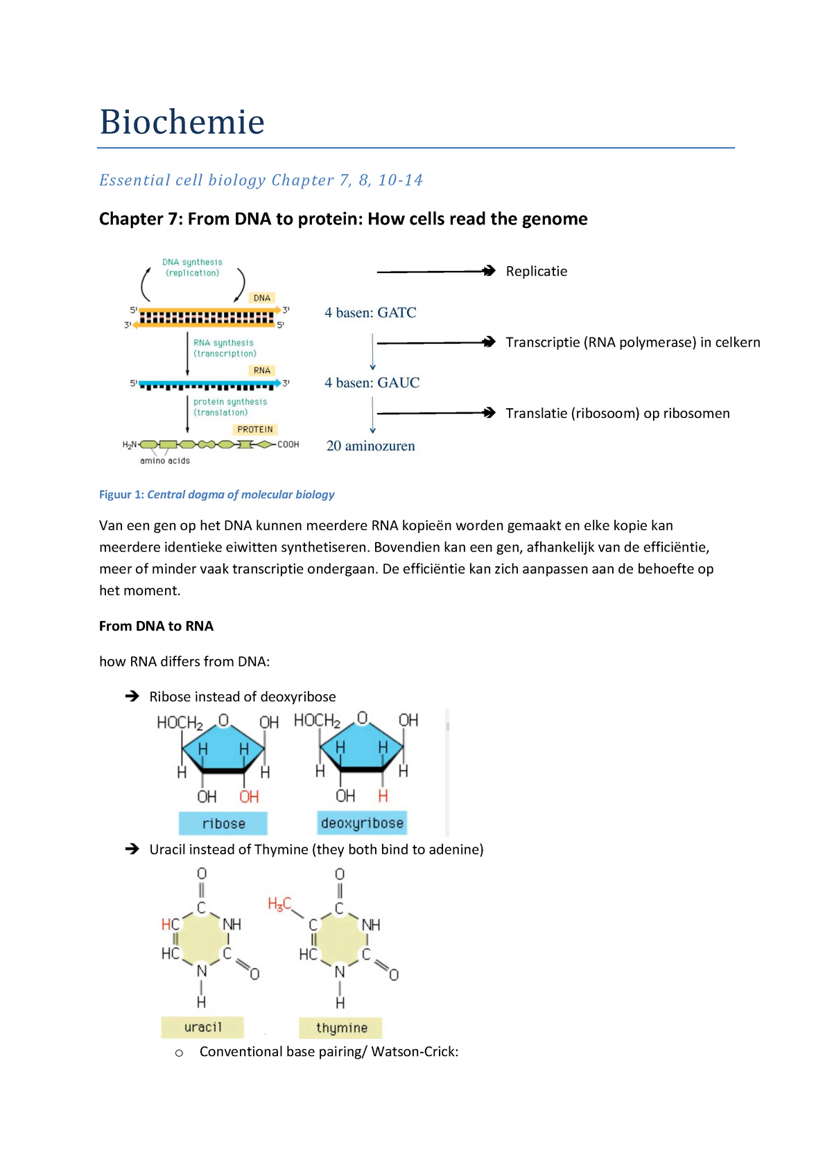 Samenvatting Biochemie: Essential Cell Biology Chapter 7, 8, 10-14 ...