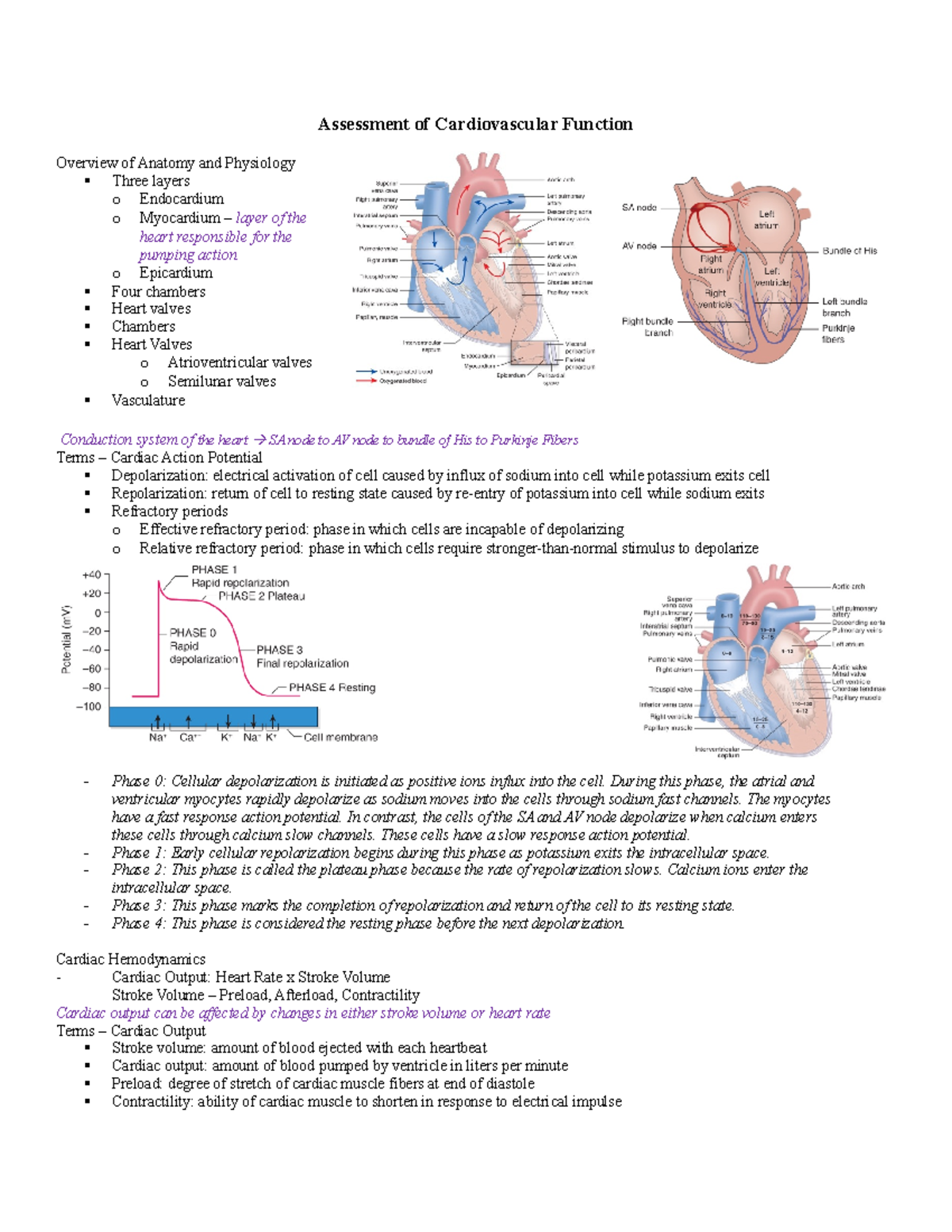 Med Surg Exam 1 Outline - Assessment of Cardiovascular Function ...