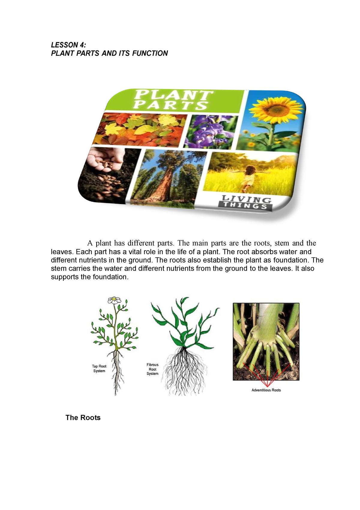 lesson-4-lecture-notes-lesson-4-plant-parts-and-its-function