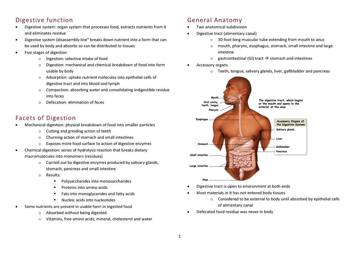 Digestive System Digestive Function General Anatomy 