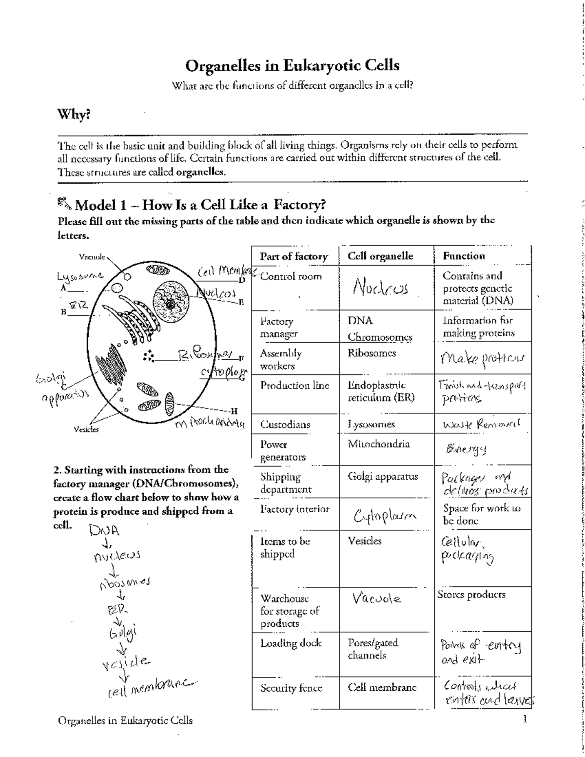 Organells in Eukaryotic Cells Activity key - Organelles in Eukaryotic ...